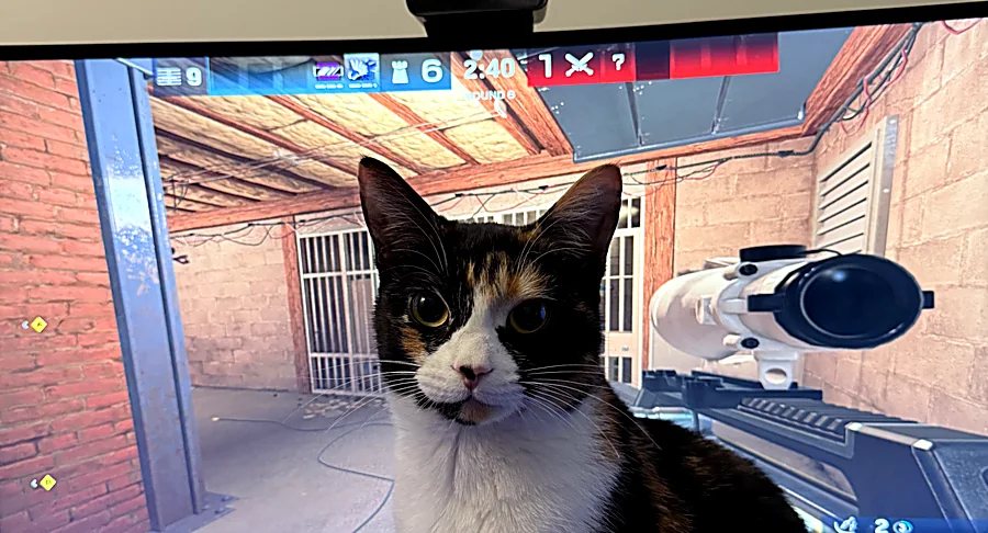 Maple sitting in front of a Rainbow Six Siege match