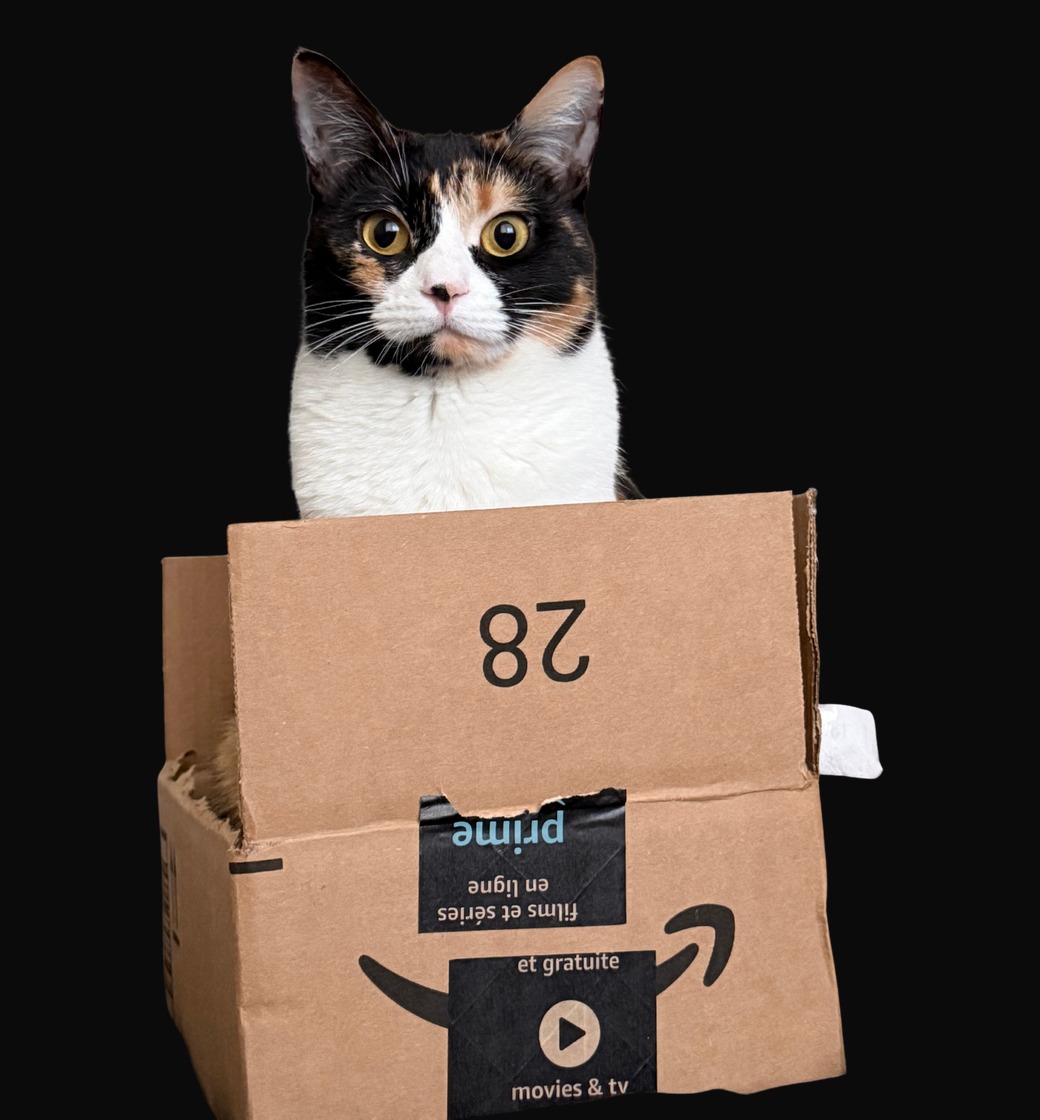 Maple sitting in an Amazon box
